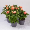 Rose Patio, Orange, Topf-Ø 13 Cm, 3er-Set