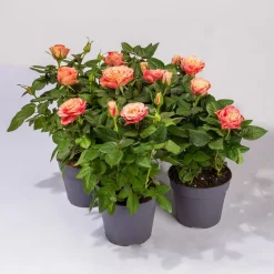 Rose Patio, Orange, Topf-Ø 13 Cm, 3er-Set