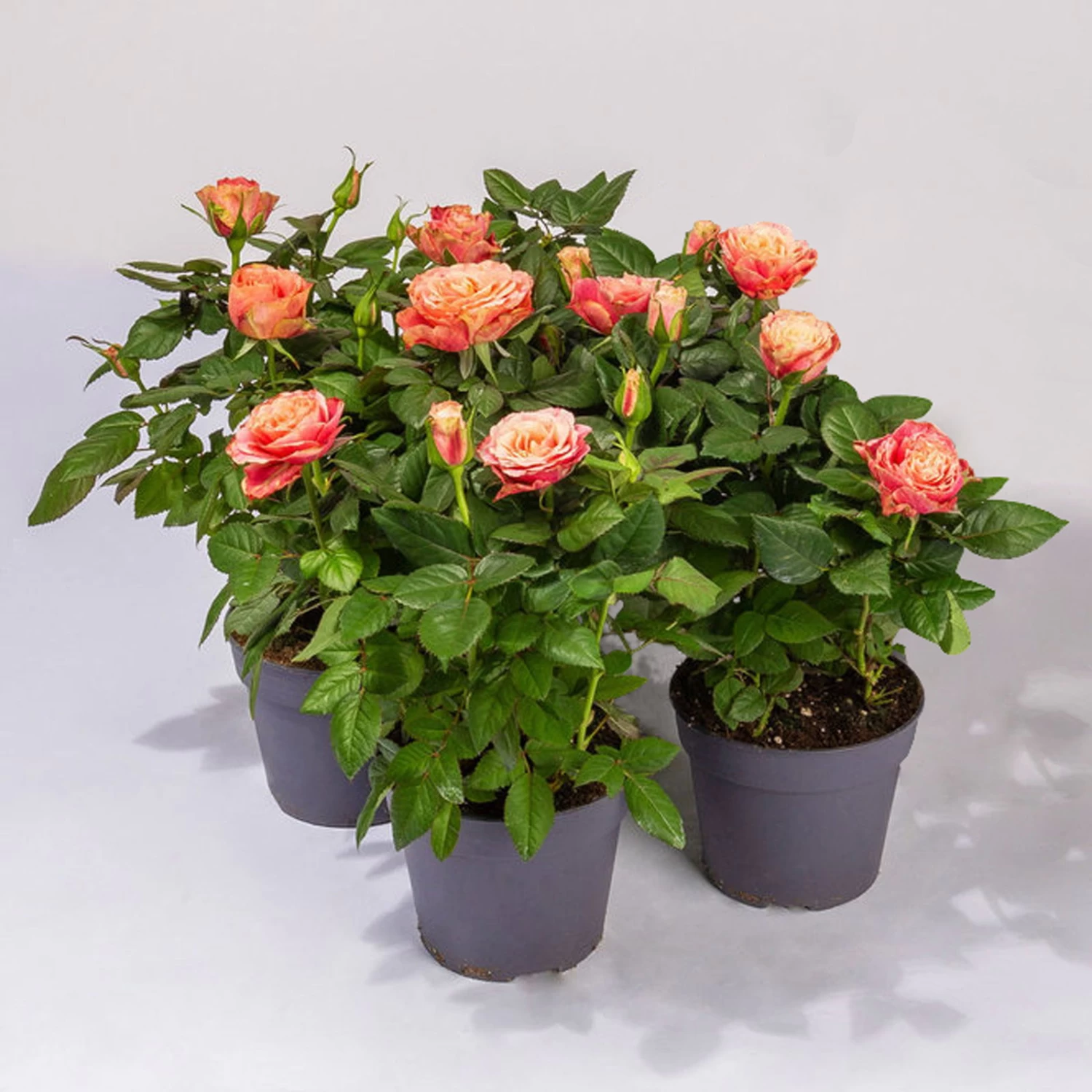 Rose Patio, Orange, Topf-Ø 13 Cm, 3er-Set 1 Rose Patio, Orange, Topf-Ø 13 Cm, 3er-Set