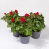 Rose Patio, Rot, Topf-Ø 13 Cm, 3er-Set