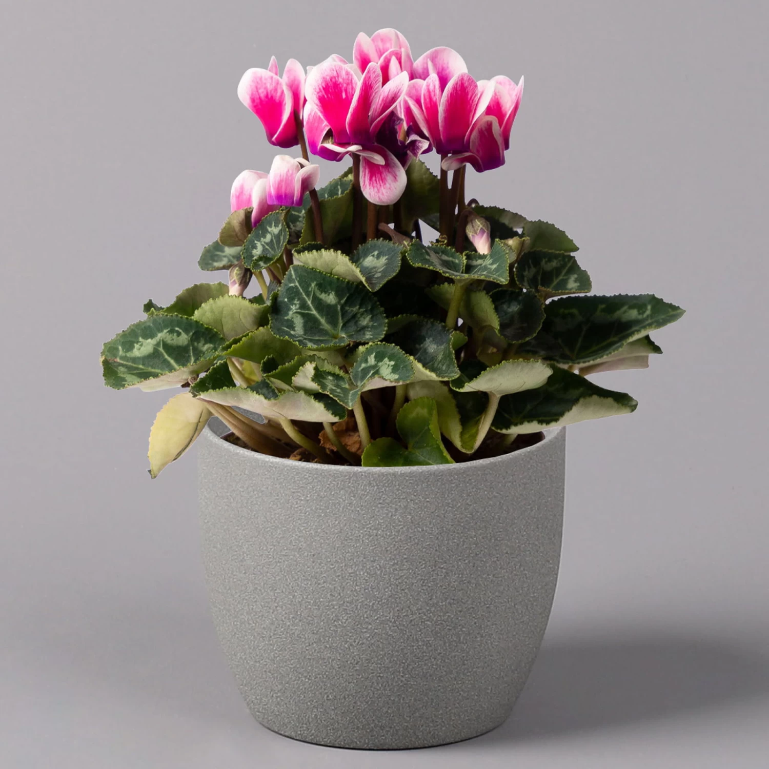 Alpenveilchen 'Picola Shine', Weiß-violett, Topf-Ø 10,5cm, Höhe Ca 23cm, 6er-Set 2 Alpenveilchen 'Picola Shine', Weiß-violett, Topf-Ø 10,5cm, Höhe Ca 23cm, 6er-Set – Bild 2