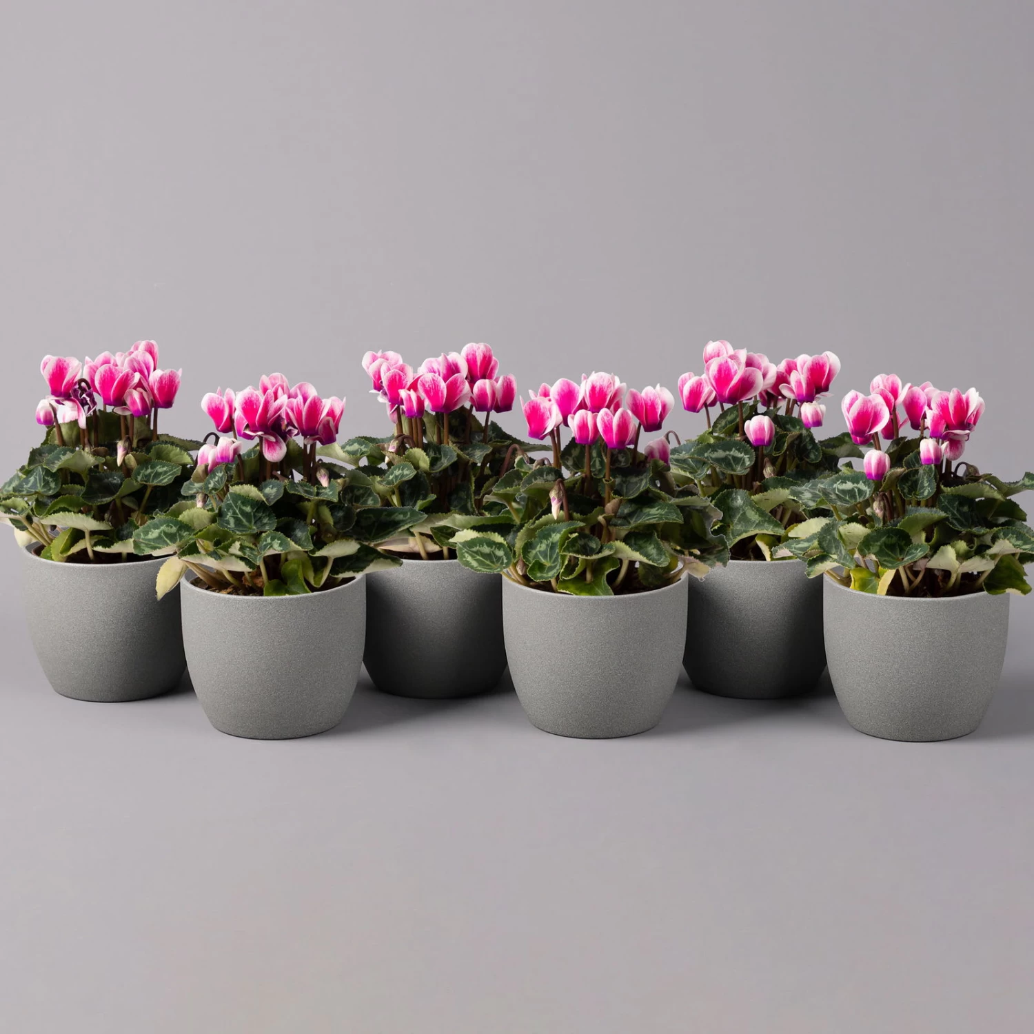 Alpenveilchen 'Picola Shine', Weiß-violett, Topf-Ø 10,5cm, Höhe Ca 23cm, 6er-Set 1 Alpenveilchen 'Picola Shine', Weiß-violett, Topf-Ø 10,5cm, Höhe Ca 23cm, 6er-Set