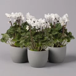 Alpenveilchen, Weiß, Gefranst, Topf-Ø 10,5 Cm, Höhe Ca. 23 Cm, 6er-Set