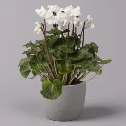 Alpenveilchen, Weiß, Gefranst, Topf-Ø 10,5 Cm, Höhe Ca. 23 Cm, 6er-Set -Gartenserien Geschäft 0210600494 Cyclamen Merengue 10cm weiss 3er Set 2 115394