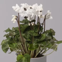 Alpenveilchen, Weiß, Gefranst, Topf-Ø 10,5 Cm, Höhe Ca. 23 Cm, 6er-Set -Gartenserien Geschäft 0210600494 Cyclamen Merengue 10cm weiss 3er Set 3 115395