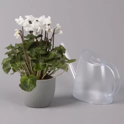 Alpenveilchen, Weiß, Gefranst, Topf-Ø 10,5 Cm, Höhe Ca. 23 Cm, 6er-Set -Gartenserien Geschäft 0210600494 Cyclamen Merengue 10cm weiss 3er Set 4 115396