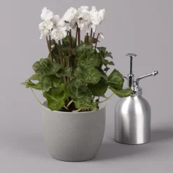 Alpenveilchen, Weiß, Gefranst, Topf-Ø 10,5 Cm, Höhe Ca. 23 Cm, 6er-Set -Gartenserien Geschäft 0210600494 Cyclamen Merengue 10cm weiss 3er Set Einzeln 116226