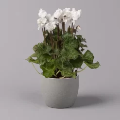 Alpenveilchen, Weiß, Gefranst, Topf-Ø 10,5 Cm, Höhe Ca. 23 Cm, 6er-Set -Gartenserien Geschäft 0210600494 Cyclamen Merengue 10cm weiss 3er Set ohneKanne 116227