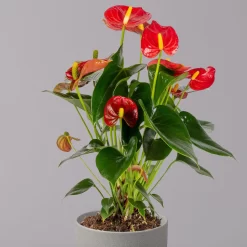 Flamingoblume 'Royal Red Champion', Topf-Ø 12 Cm, Höhe Ca. 35 Cm 10 Flamingoblume 'Royal Red Champion', Topf-Ø 12 Cm, Höhe Ca. 35 Cm -Gartenserien Geschäft 0210650252 Anthurium Andreanum Royal Red Champion 12cm 2 114733