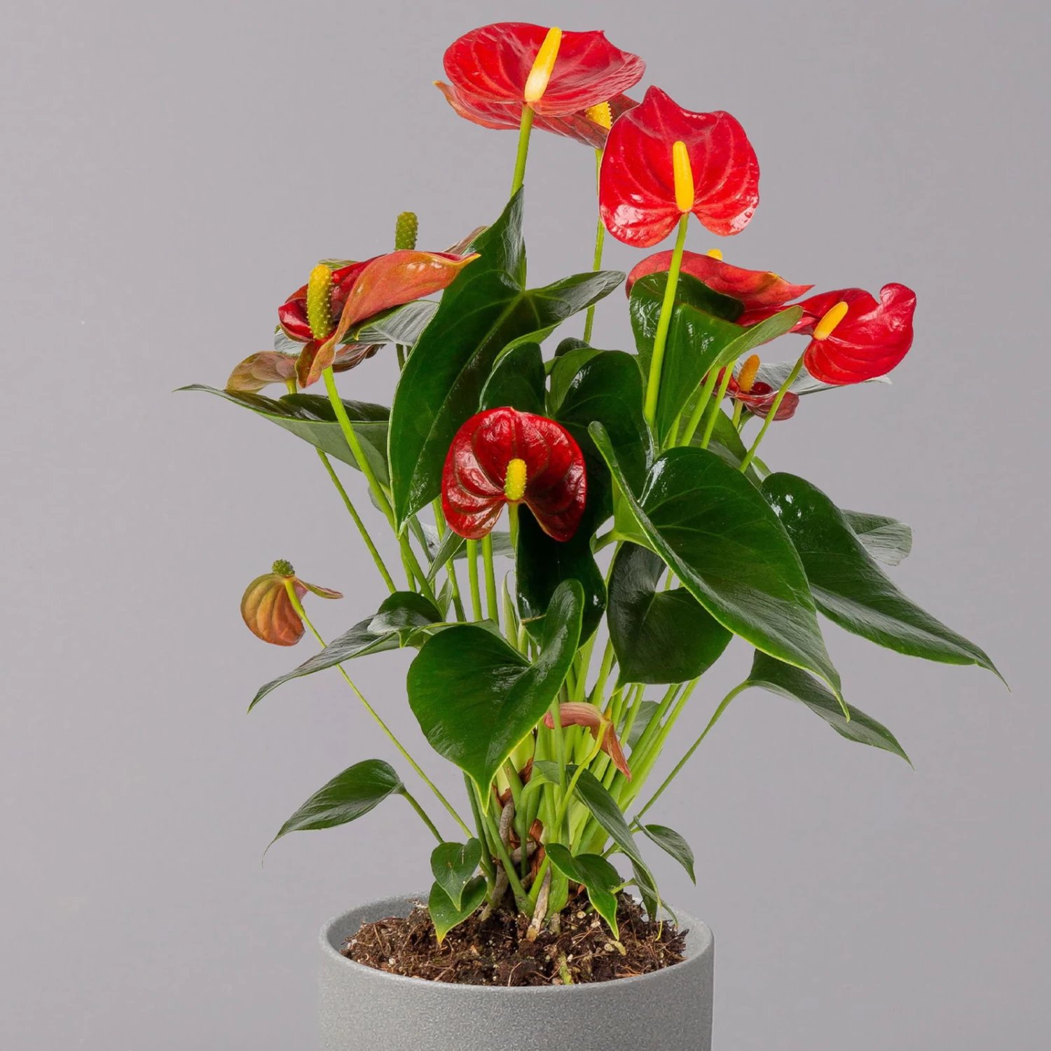 Flamingoblume 'Royal Red Champion', Topf-Ø 12 Cm, Höhe Ca. 35 Cm 3 Flamingoblume 'Royal Red Champion', Topf-Ø 12 Cm, Höhe Ca. 35 Cm – Bild 3