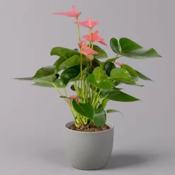 Ausgewählte Produkte -Gartenserien Geschäft 0210650281 Anthurium Andreanum Pink Champion 12cm 1 114742