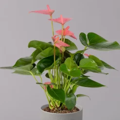 Flamingoblume 'Pink Champion', Topf-Ø 12 Cm, Höhe Ca. 35 Cm, 3er-Set -Gartenserien Geschäft 0210650281 Anthurium Andreanum Pink Champion 12cm 2 114743 1