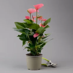 Flamingoblume 'Pink Champion', Pink, Topf-Ø 17 Cm, Höhe Ca. 55 Cm -Gartenserien Geschäft 0210650284 Anthurium andrPink Champion T17 H55 1 126738