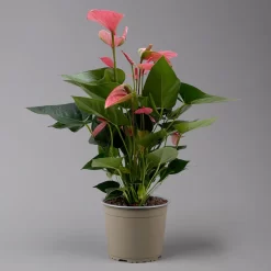 Flamingoblume 'Pink Champion', Pink, Topf-Ø 17 Cm, Höhe Ca. 55 Cm -Gartenserien Geschäft 0210650284 Anthurium andrPink Champion T17 H55 2 126739