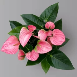 Flamingoblume 'Pink Champion', Pink, Topf-Ø 17 Cm, Höhe Ca. 55 Cm -Gartenserien Geschäft 0210650284 Anthurium andrPink Champion T17 H55 4 126741