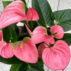 Flamingoblume 'Pink Champion', Pink, Topf-Ø 17 Cm, Höhe Ca. 55 Cm -Gartenserien Geschäft 0210650284 Anthurium andrPink Champion T17 H55 11 126743
