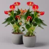 Flamingoblume 'Royal Red Champion', Topf-Ø 12 Cm, Höhe Ca. 35 Cm