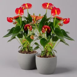 Flamingoblume 'Royal Red Champion', Topf-Ø 12 Cm, Höhe Ca. 35 Cm