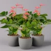 Flamingoblume 'Pink Champion', Topf-Ø 12 Cm, Höhe Ca. 35 Cm, 3er-Set