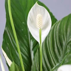Einblatt 'Vivaldi', Topf-Ø 17 Cm, Mit Topf Tusca Weiß, Höhe Ca. 60-80 Cm -Gartenserien Geschäft 0210660072 Spathiphyllum Vivaldi im Topf Tusca 4