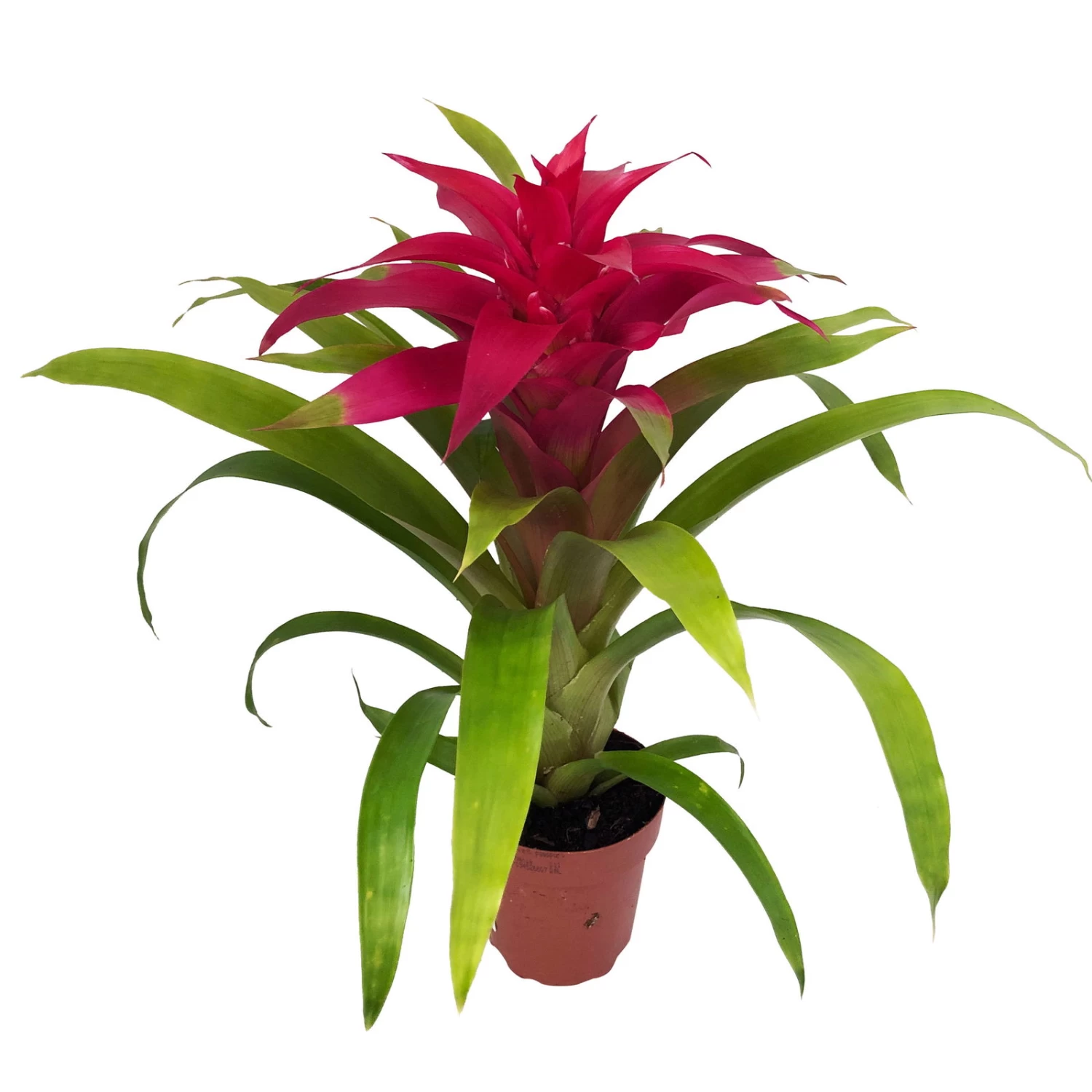 Guzmania 'Deseo Pink', Pink, Topf-Ø 12 Cm, Höhe Ca. 45 Cm 1 Guzmania 'Deseo Pink', Pink, Topf-Ø 12 Cm, Höhe Ca. 45 Cm