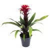 Guzmania 'Francesca', Lila-weiß, Topf-Ø 12 Cm , Höhe Ca. 40 Cm