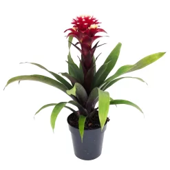 Guzmania 'Francesca', Lila-weiß, Topf-Ø 12 Cm , Höhe Ca. 40 Cm