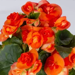 Elatior-Begonie, Topf-Ø 14 Cm, Orange, Höhe Ca. 20-27 Cm, 4er-Set 11 Elatior-Begonie, Topf-Ø 14 Cm, Orange, Höhe Ca. 20-27 Cm, 4er-Set -Gartenserien Geschäft 0210900298 Begonia Elatior T14 orange 4er Set 42