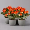 Elatior-Begonie, Topf-Ø 14 Cm, Orange, Höhe Ca. 20-27 Cm, 4er-Set