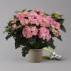 Hortensie 'Double Dutch', Rosa, Topf-Ø 14 Cm, Höhe Ca. 40 Cm