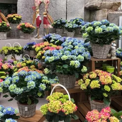 Hortensie, Busch, Weiß, Topf-Ø 23 Cm, Höhe Ca. 50 Cm -Gartenserien Geschäft 021130 hydrangea