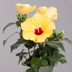 Hibiskus, Gelb, Topf-Ø 13 Cm, Höhe Ca. 35 Cm, 2er-Set -Gartenserien Geschäft 0213100205 Hibiscus gelb 2er Set WS 3