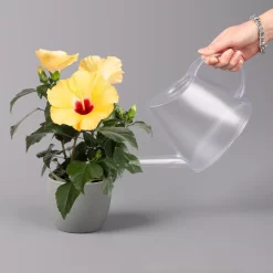 Hibiskus, Gelb, Topf-Ø 13 Cm, Höhe Ca. 35 Cm, 2er-Set -Gartenserien Geschäft 0213100205 Hibiscus gelb 2er Set WS 4