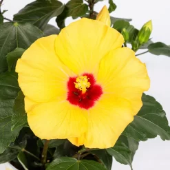 Hibiskus, Gelb, Topf-Ø 13 Cm, Höhe Ca. 35 Cm, 2er-Set -Gartenserien Geschäft 0213100205 Hibiscus gelb 2er Set WS 5