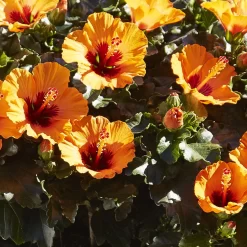 Hibiskus, Graff® 'Petit Orange', Mit Keramiktopf Dallas Anthrazit, Topf-Ø 13 Cm -Gartenserien Geschäft 0213100211 0213100212 0213100213 0213100227 0213100228 Hibiscus Petit Orange
