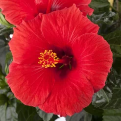 Hibiskus, Rot, Mit Keramiktopf Dallas Anthrazit, Topf-Ø 13 Cm, Höhe 35 Cm -Gartenserien Geschäft 0213100214 0213100215 0213100216 0213100229 0213100230 Hibiscus rot 1
