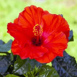 Hibiskus, Rot, Mit Keramiktopf Dallas Anthrazit, Topf-Ø 13 Cm, Höhe 35 Cm -Gartenserien Geschäft 0213100214 0213100215 0213100216 0213100229 0213100230 Hibiscus rot 2