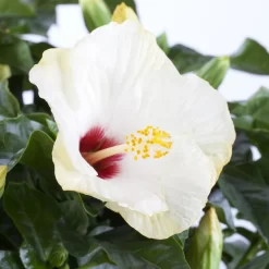 Hibiskus, Weiß, Mit Keramiktopf Dallas Weiß, Topf-Ø 13 Cm, 2er-Set -Gartenserien Geschäft 0213100220 0213100221 0213100222 0213100233 0213100234 Hibiscus weiss 1