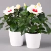 Hibiskus, Weiß, Mit Keramiktopf Dallas Weiß, Topf-Ø 13 Cm, 2er-Set