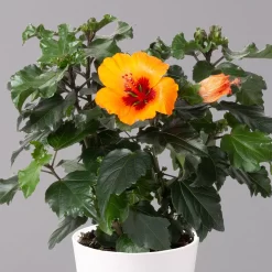 Ausgewählte Produkte -Gartenserien Geschäft 0213100227 Hibiscus Petit Orange mit Topf Dallas weiss 2