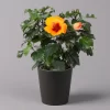 Hibiskus, Graff® 'Petit Orange', Mit Keramiktopf Dallas Anthrazit, Topf-Ø 13 Cm