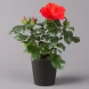 Hibiskus, Rot, Mit Keramiktopf Dallas Anthrazit, Topf-Ø 13 Cm, Höhe 35 Cm