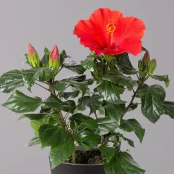 Hibiskus, Rot, Mit Keramiktopf Dallas Anthrazit, Topf-Ø 13 Cm, Höhe 35 Cm -Gartenserien Geschäft 0213100230 Hibiscus rot Topf Dallas anthrazit 2