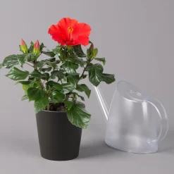 Hibiskus, Rot, Mit Keramiktopf Dallas Anthrazit, Topf-Ø 13 Cm, Höhe 35 Cm -Gartenserien Geschäft 0213100230 Hibiscus rot Topf Dallas anthrazit 3