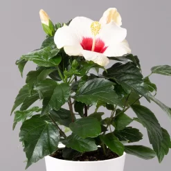 Hibiskus, Weiß, Mit Keramiktopf Dallas Weiß, Topf-Ø 13 Cm, 2er-Set -Gartenserien Geschäft 0213100233 Hibiscus weiss Topf Dallas weiss 2