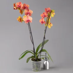 Schmetterlingsorchidee, Inkl. Keramiktopf, Orange, Topf-Ø 12cm, Höhe Ca. 60 Cm -Gartenserien Geschäft 0215152689 midi orange merina 2 124000