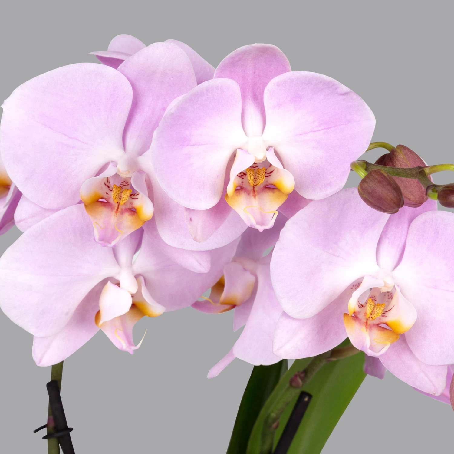 Schmetterlingsorchidee 'Spirit', Inkl. Keramiktopf, Pink, Topf-Ø 12 Cm 2 Schmetterlingsorchidee 'Spirit', Inkl. Keramiktopf, Pink, Topf-Ø 12 Cm – Bild 2