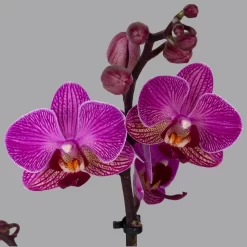 Ausgewählte Produkte -Gartenserien Geschäft 0215170800 phalaenopsis multi lila 2 122701 1