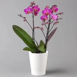 Schmetterlingsorchidee, Inkl. Keramiktopf, Lila, Topf-Ø 12 Cm, Höhe Ca. 50 Cm