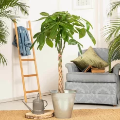 Glückskastanie, Topf-Ø 21 Cm, Höhe Ca. 100 Cm -Gartenserien Geschäft 022010 glueckskastanie pachira aquatica2